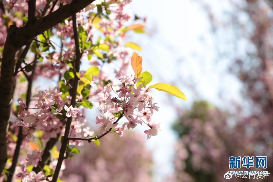 “云南发布”微博