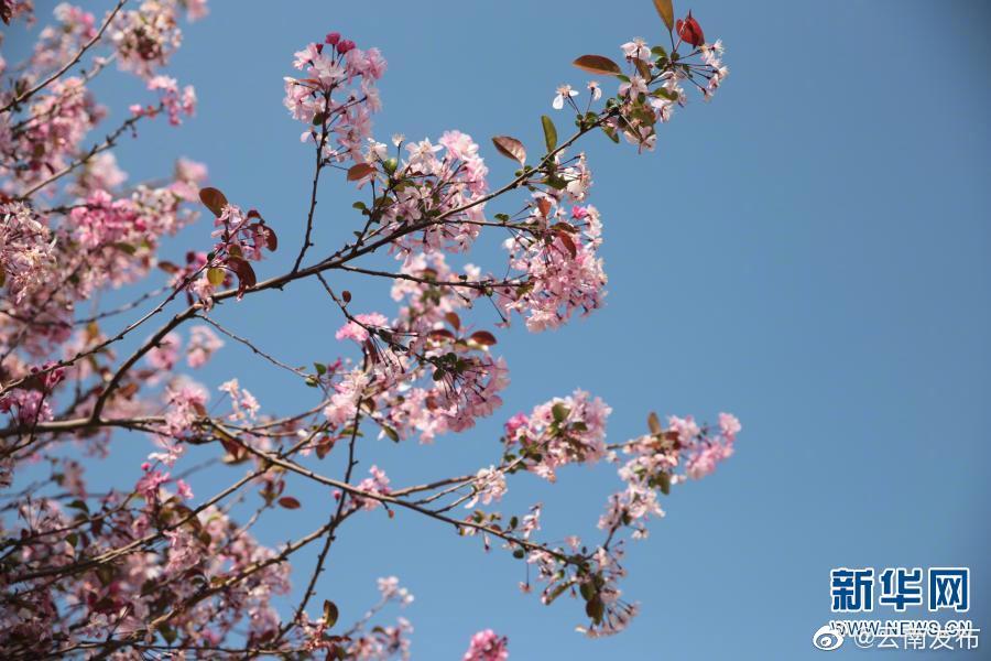 “云南发布”微博