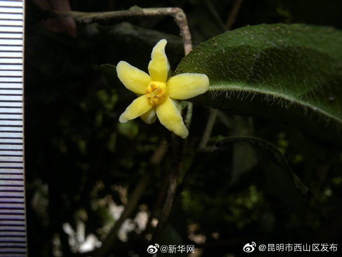 我国首次发现山茶属管蕊茶组新植物云南管蕊茶