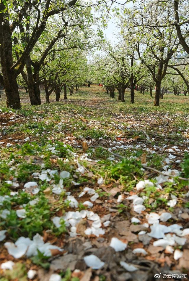 “云南发布”微博