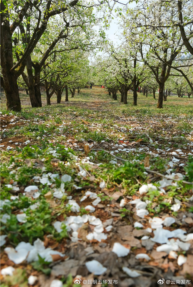 “昆明五华发布”微博