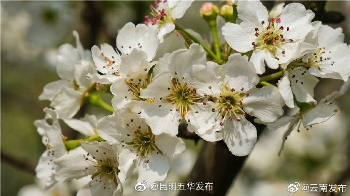 “昆明五华发布”微博