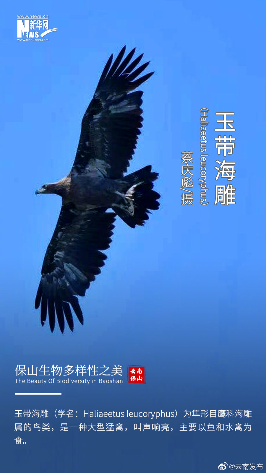 “云南发布”微博