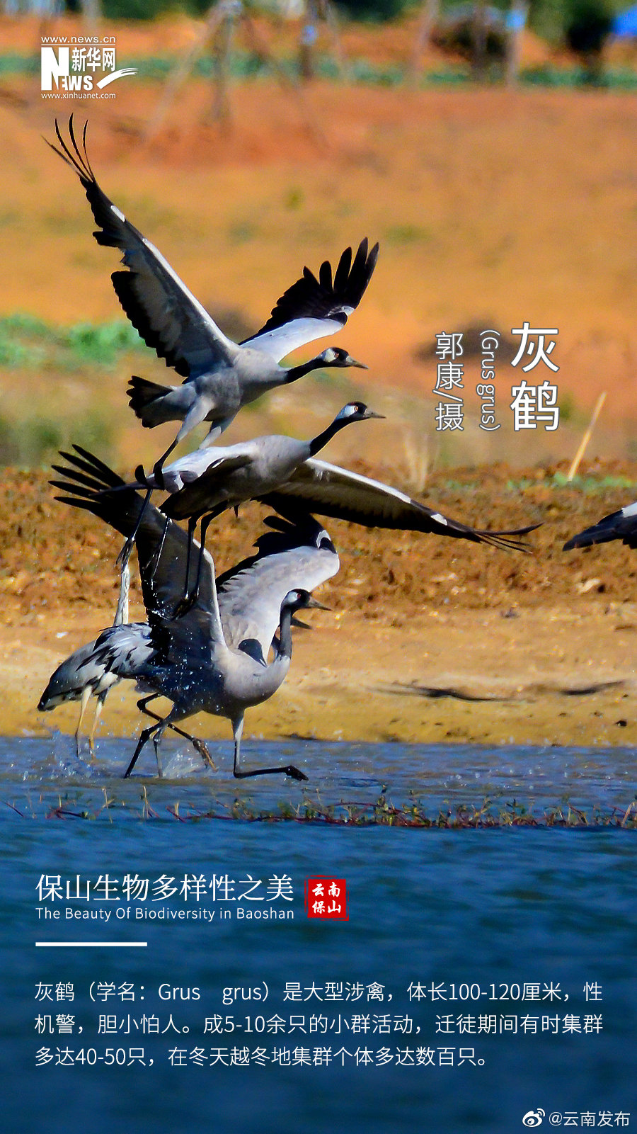 “云南发布”微博