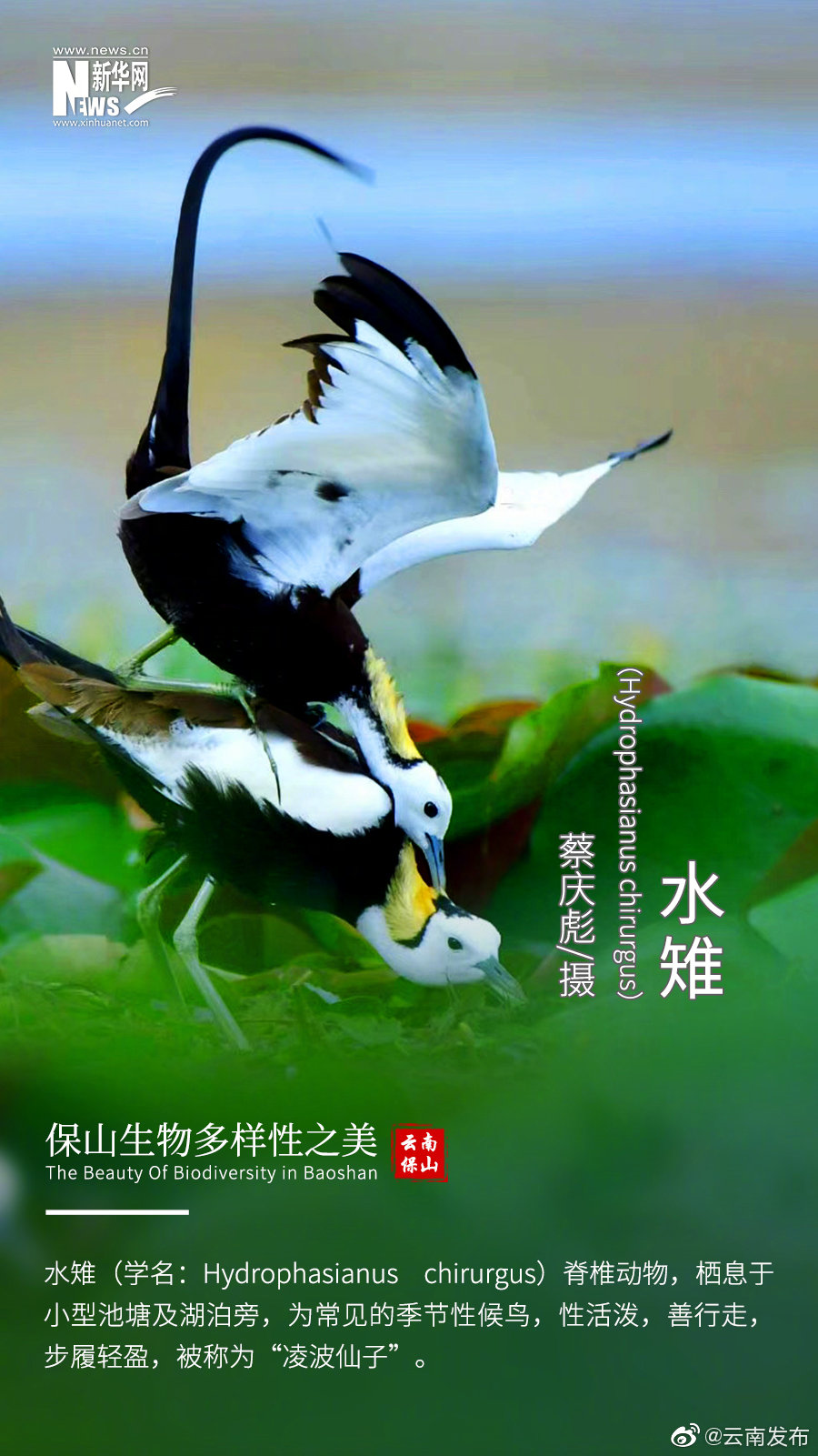 “云南发布”微博