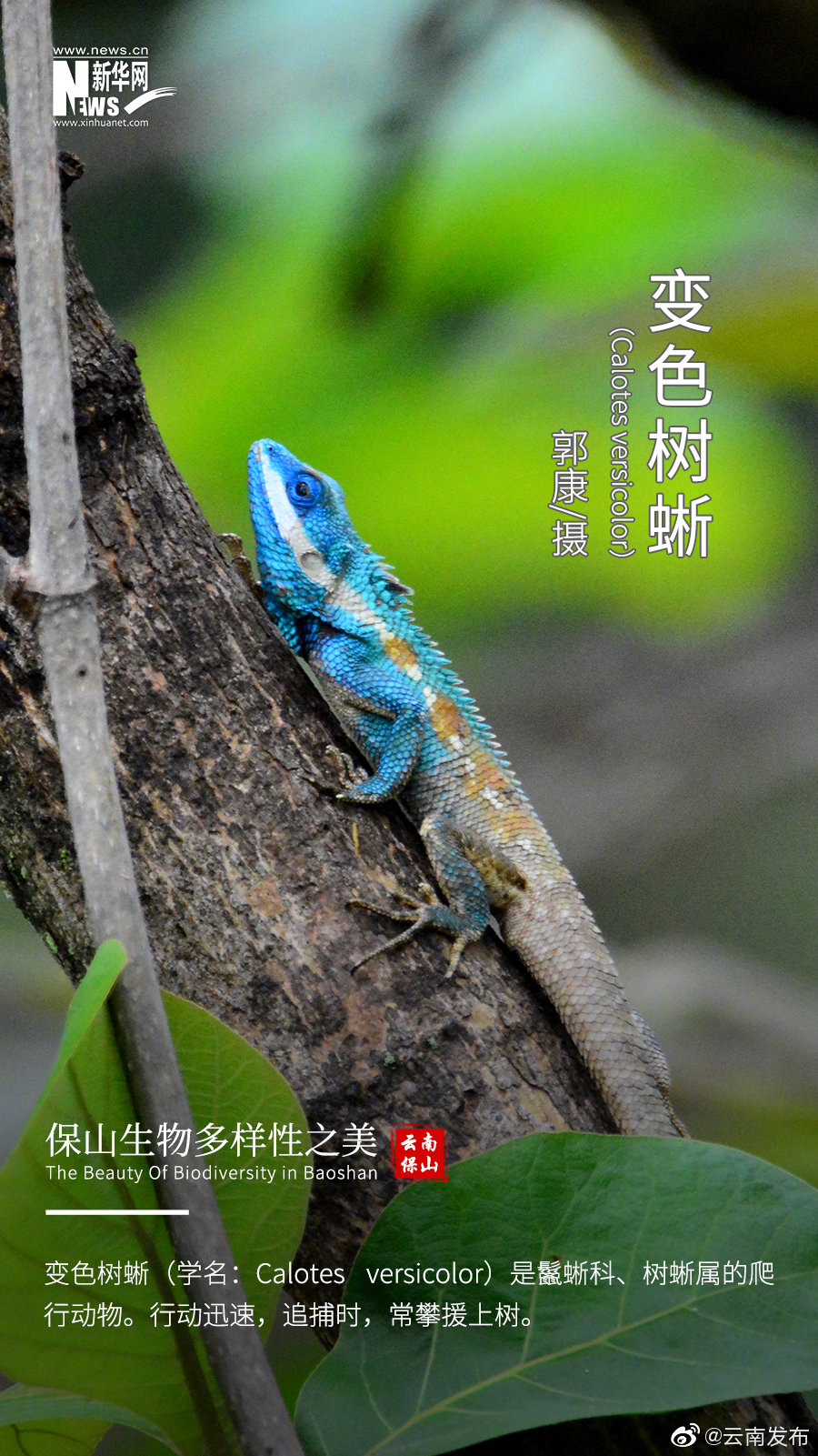 “云南发布”微博