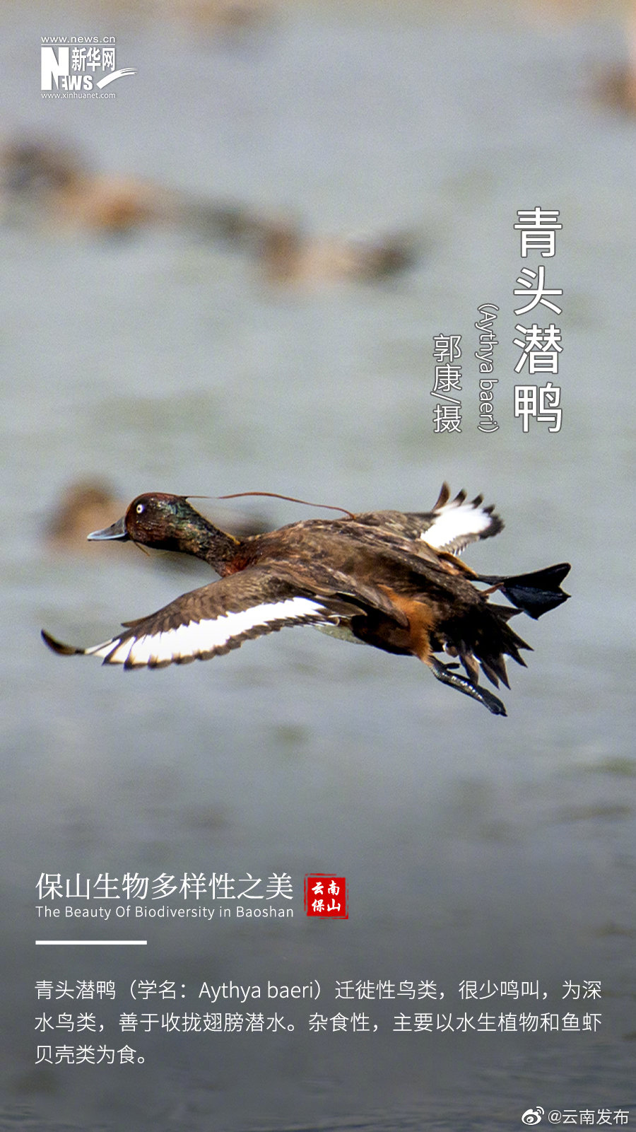 “云南发布”微博