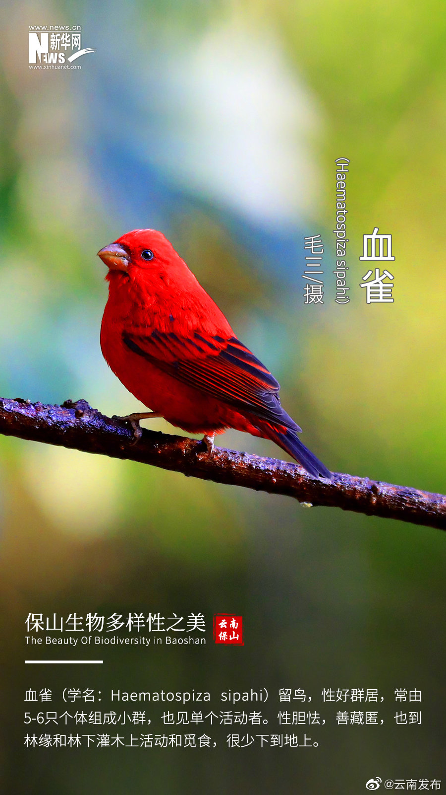 “云南发布”微博