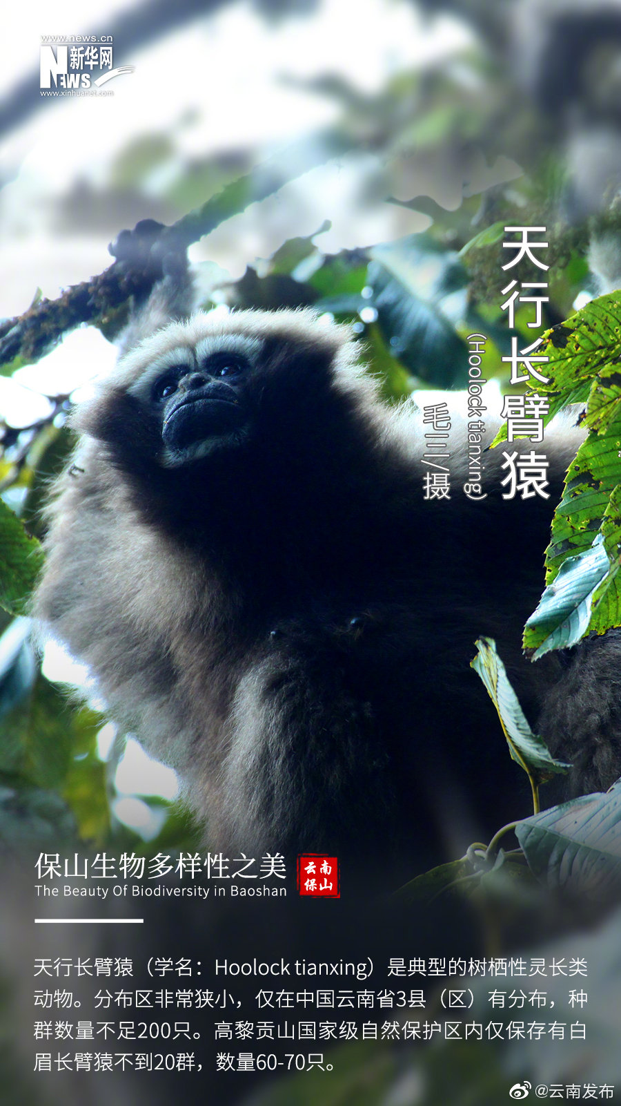 “云南发布”微博