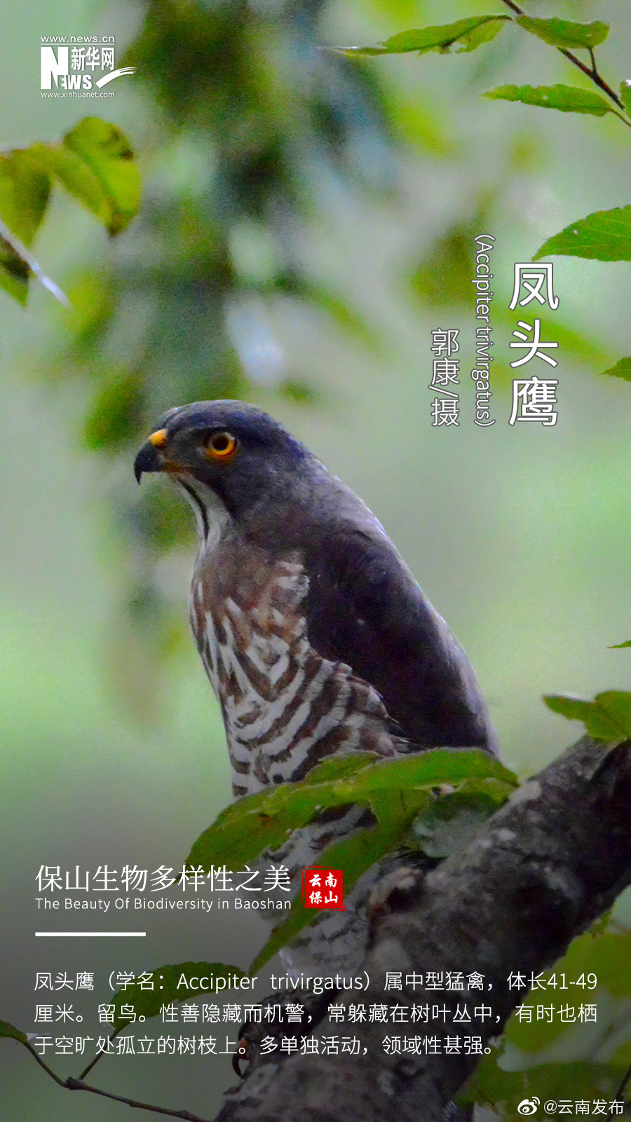 “云南发布”微博