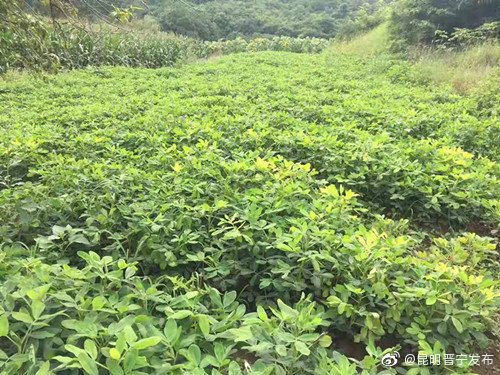 “昆明晋宁发布”微博