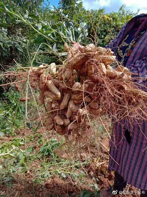 “昆明晋宁发布”微博