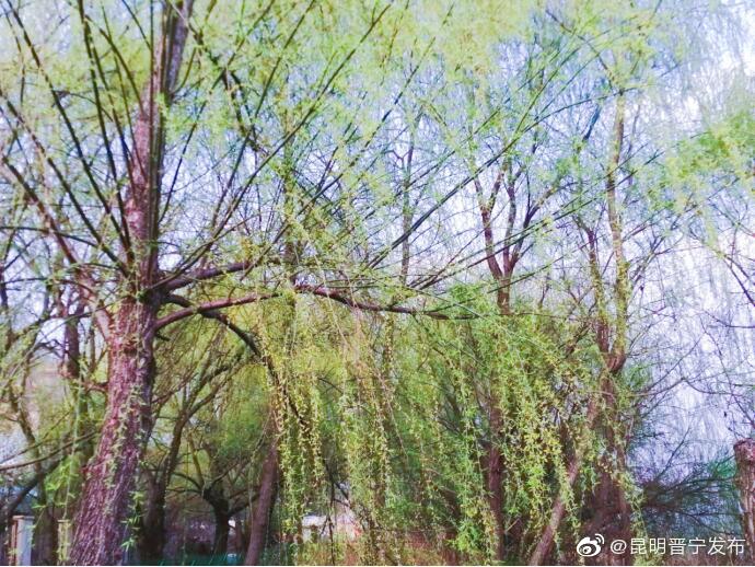 “昆明晋宁发布”微博