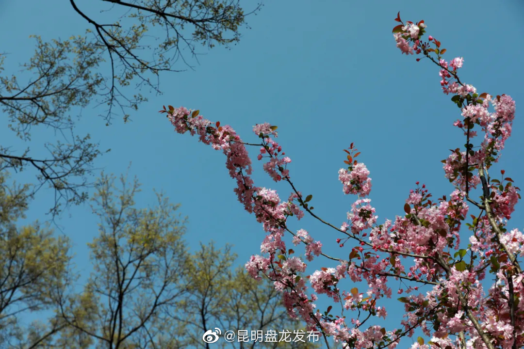 “昆明盘龙发布”微博