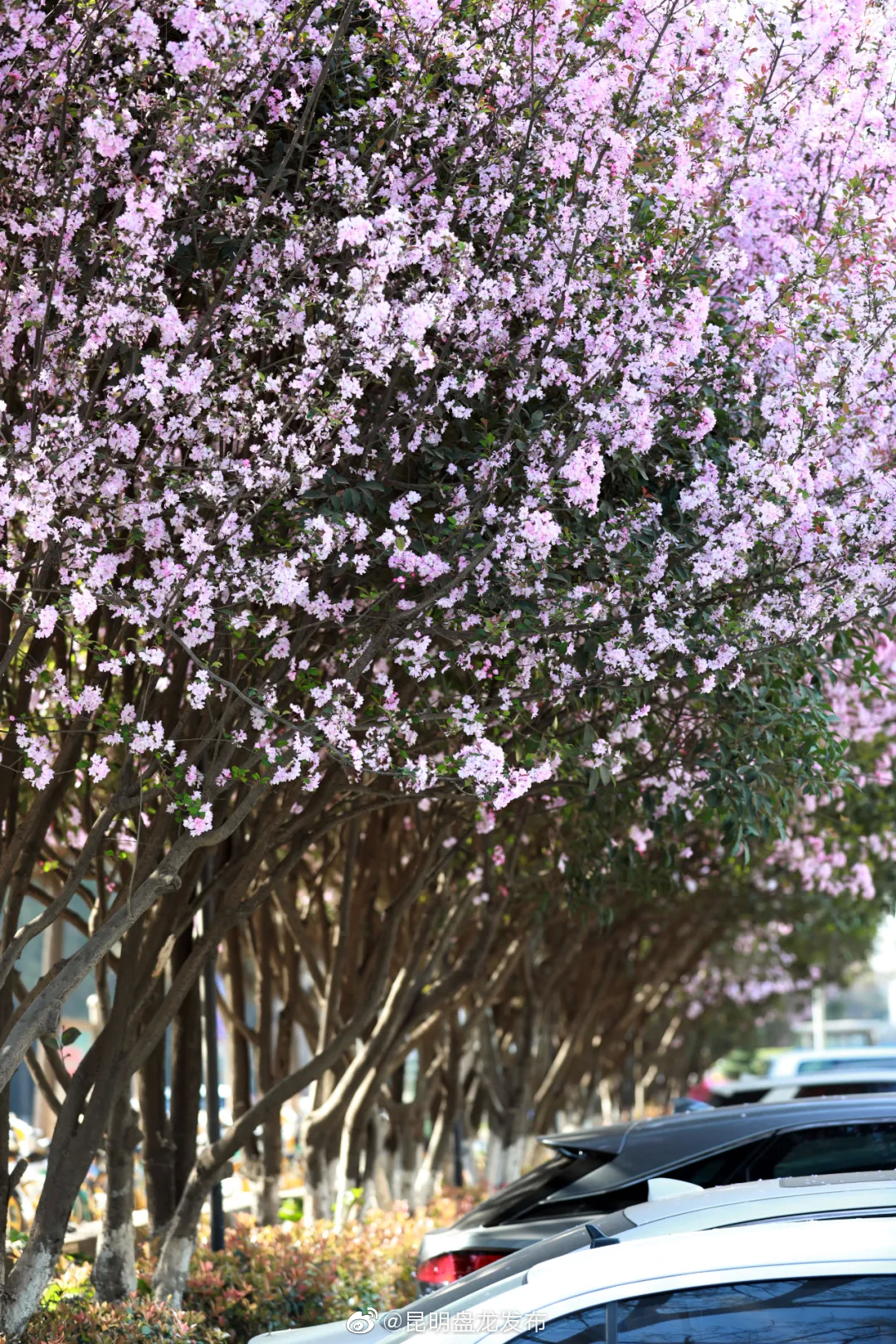 “昆明盘龙发布”微博