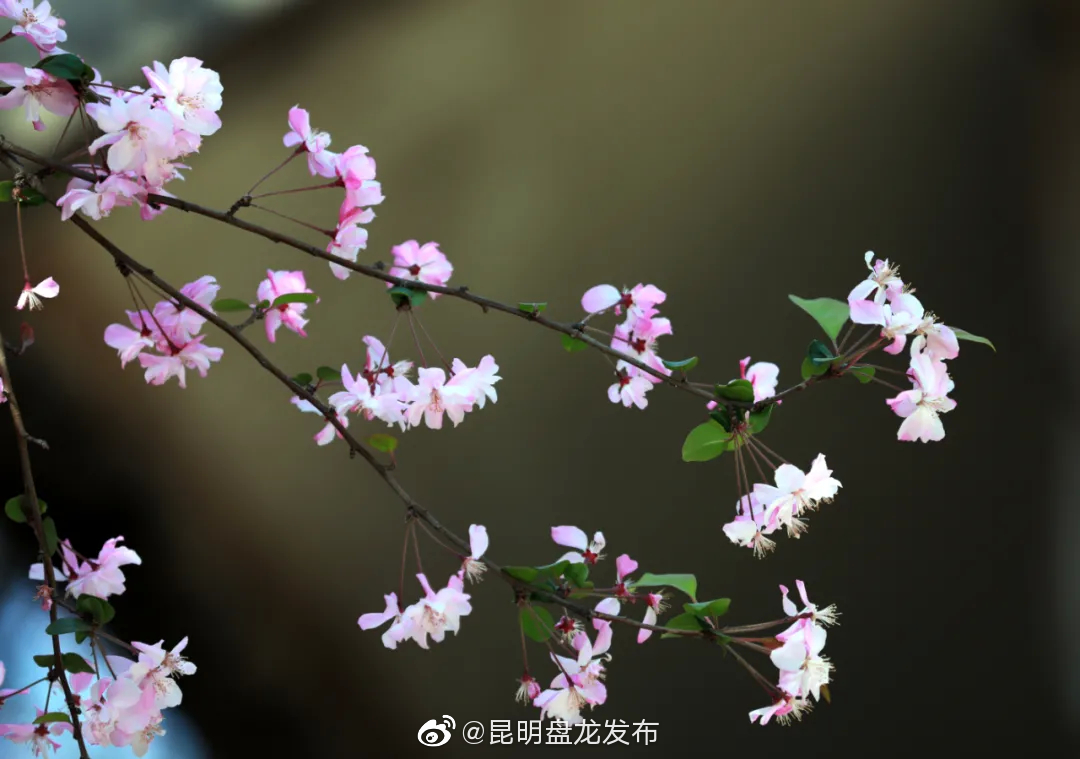 “昆明盘龙发布”微博