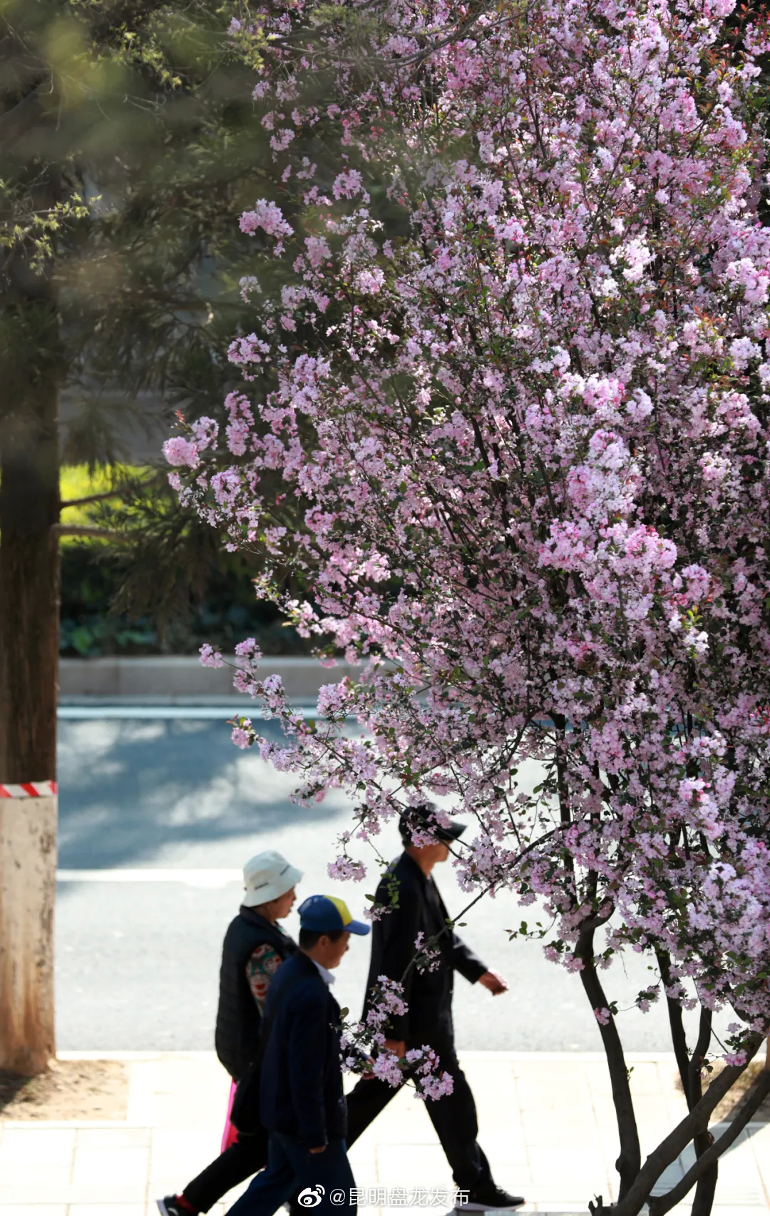 “昆明盘龙发布”微博