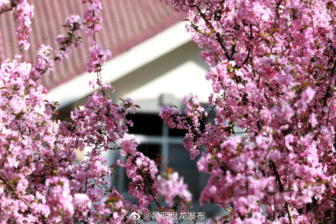 “昆明盘龙发布”微博