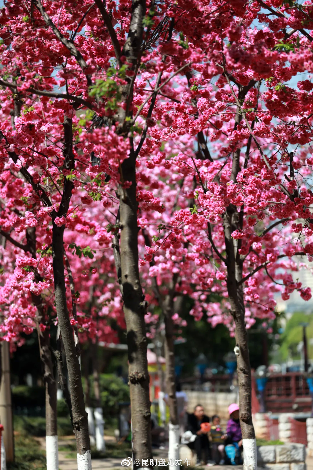 “昆明盘龙发布”微博