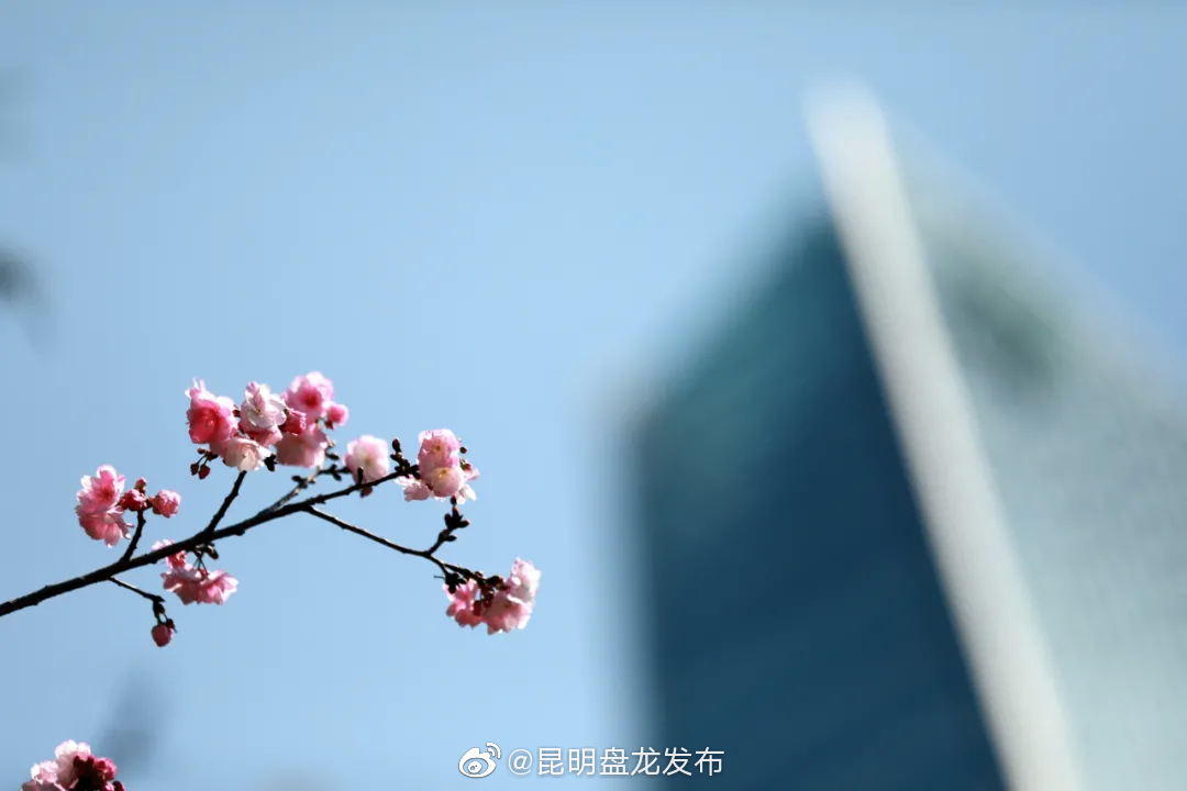 “昆明盘龙发布”微博