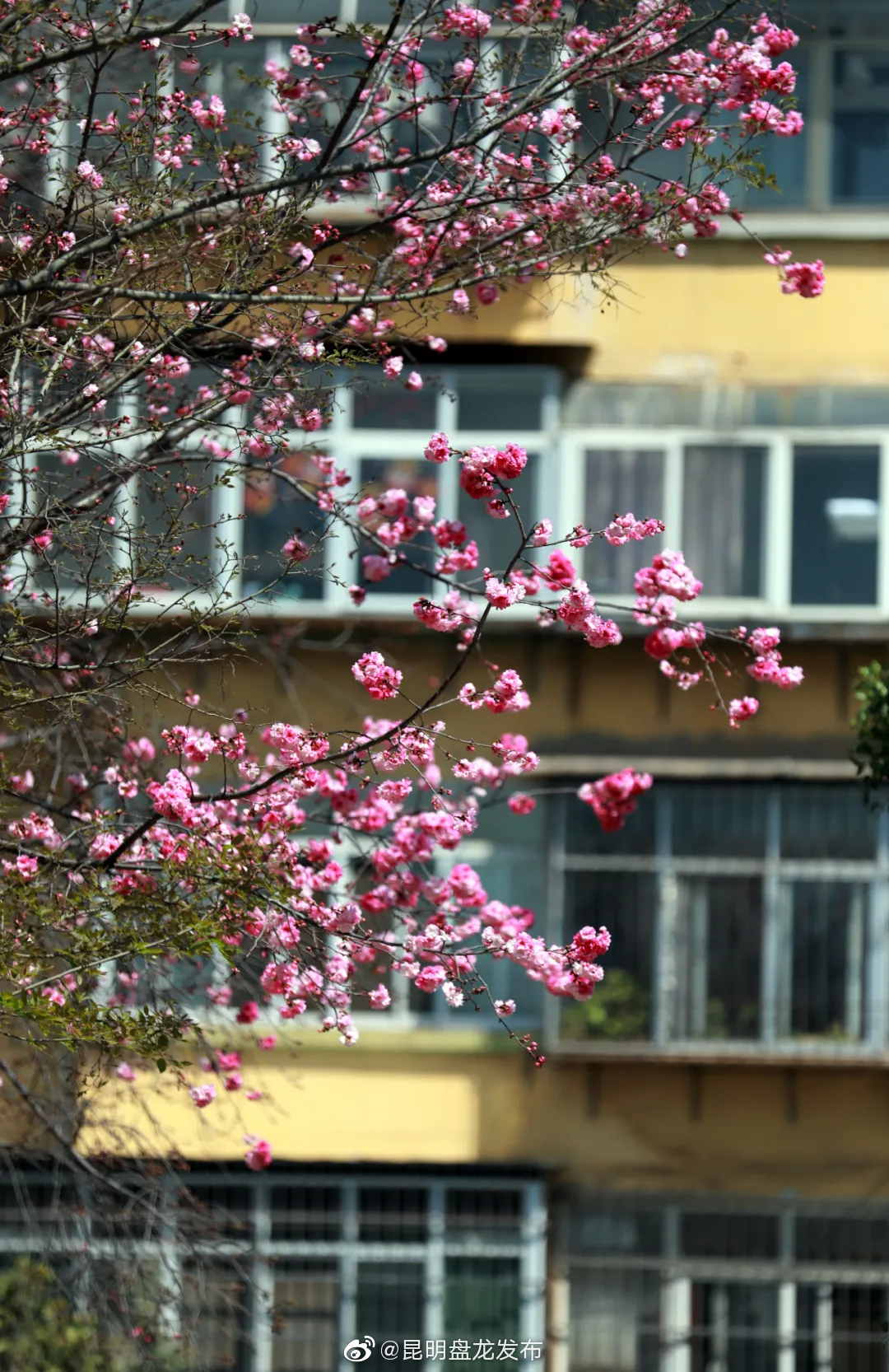 “昆明盘龙发布”微博
