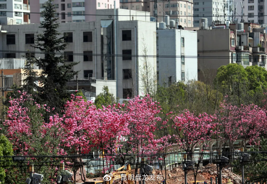 “昆明盘龙发布”微博