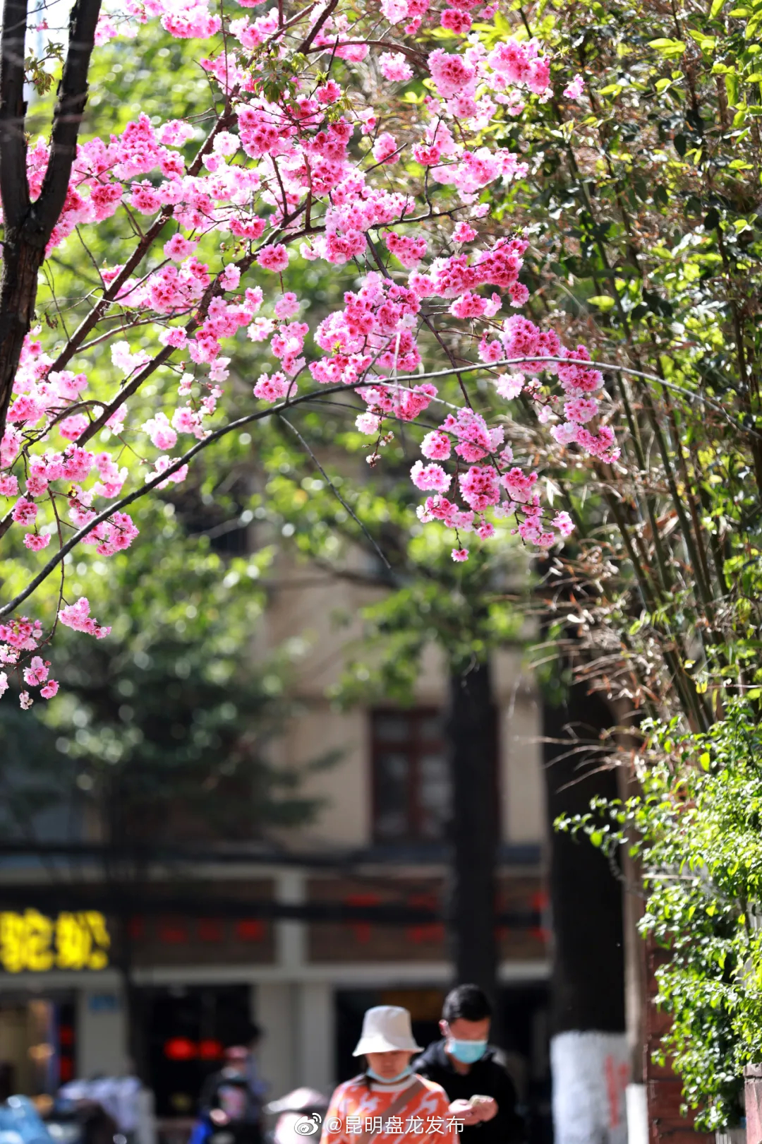“昆明盘龙发布”微博