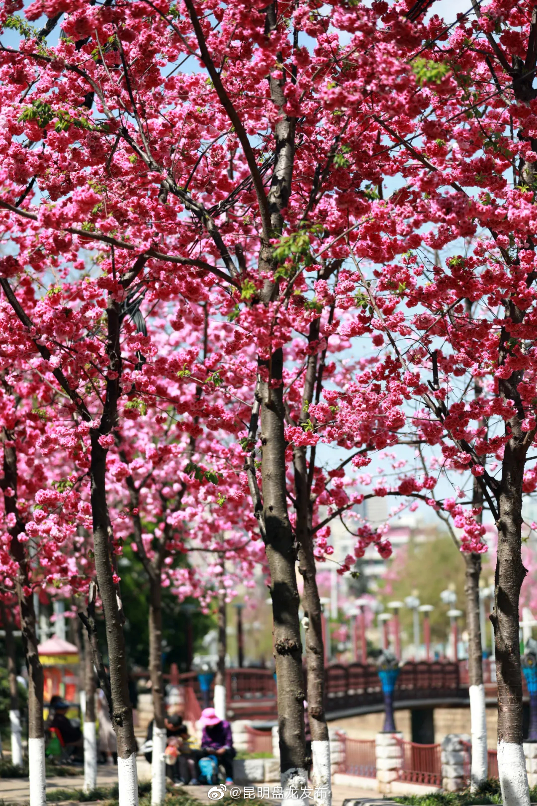 “昆明盘龙发布”微博