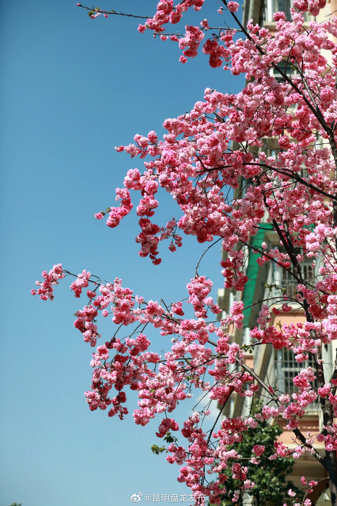 “昆明盘龙发布”微博