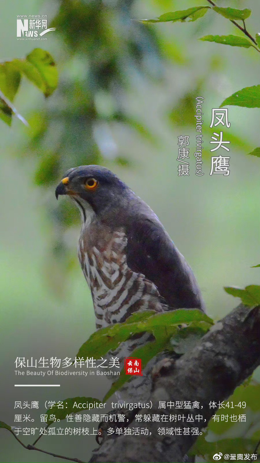 “呈贡发布”微博