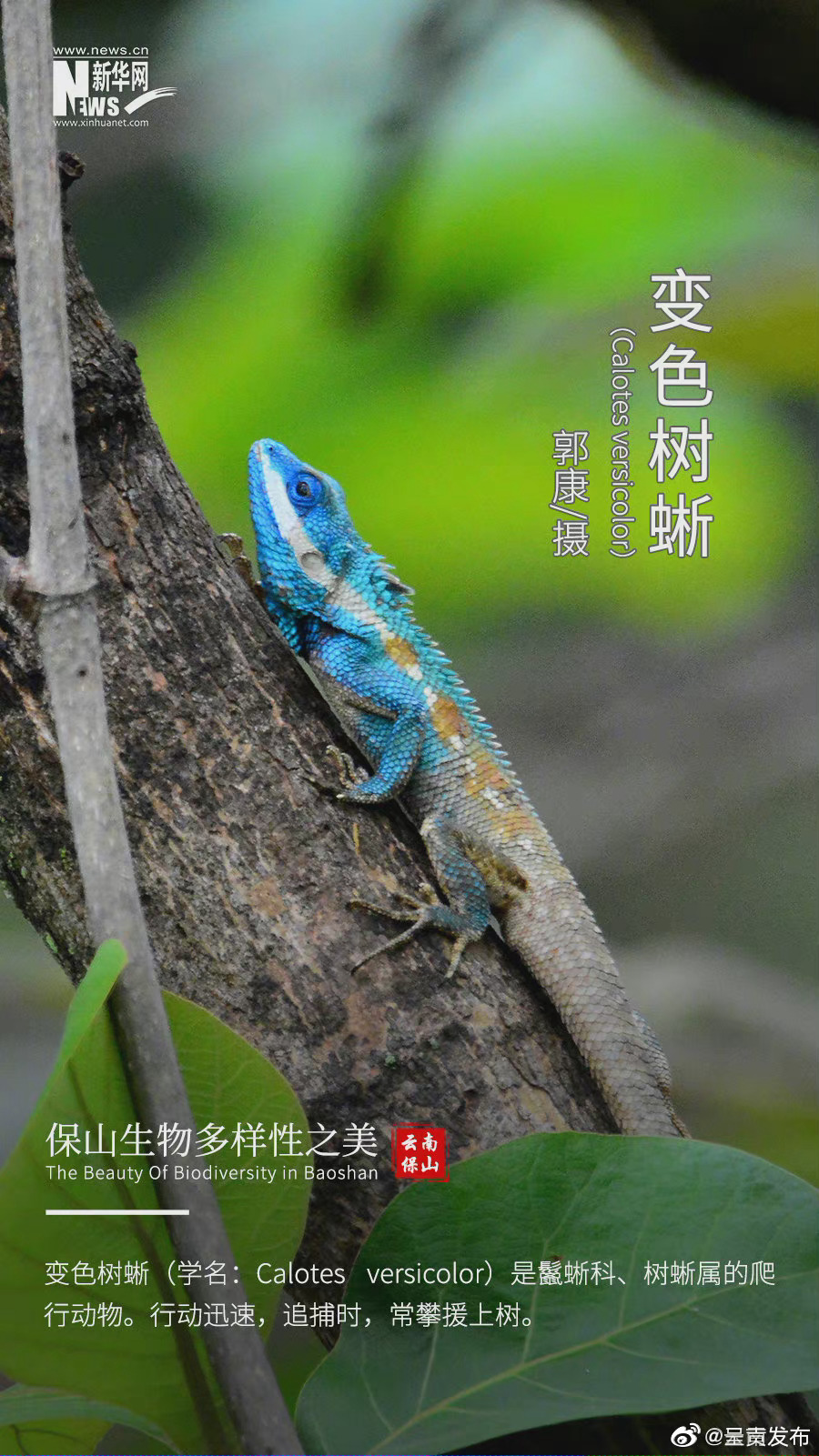 “呈贡发布”微博