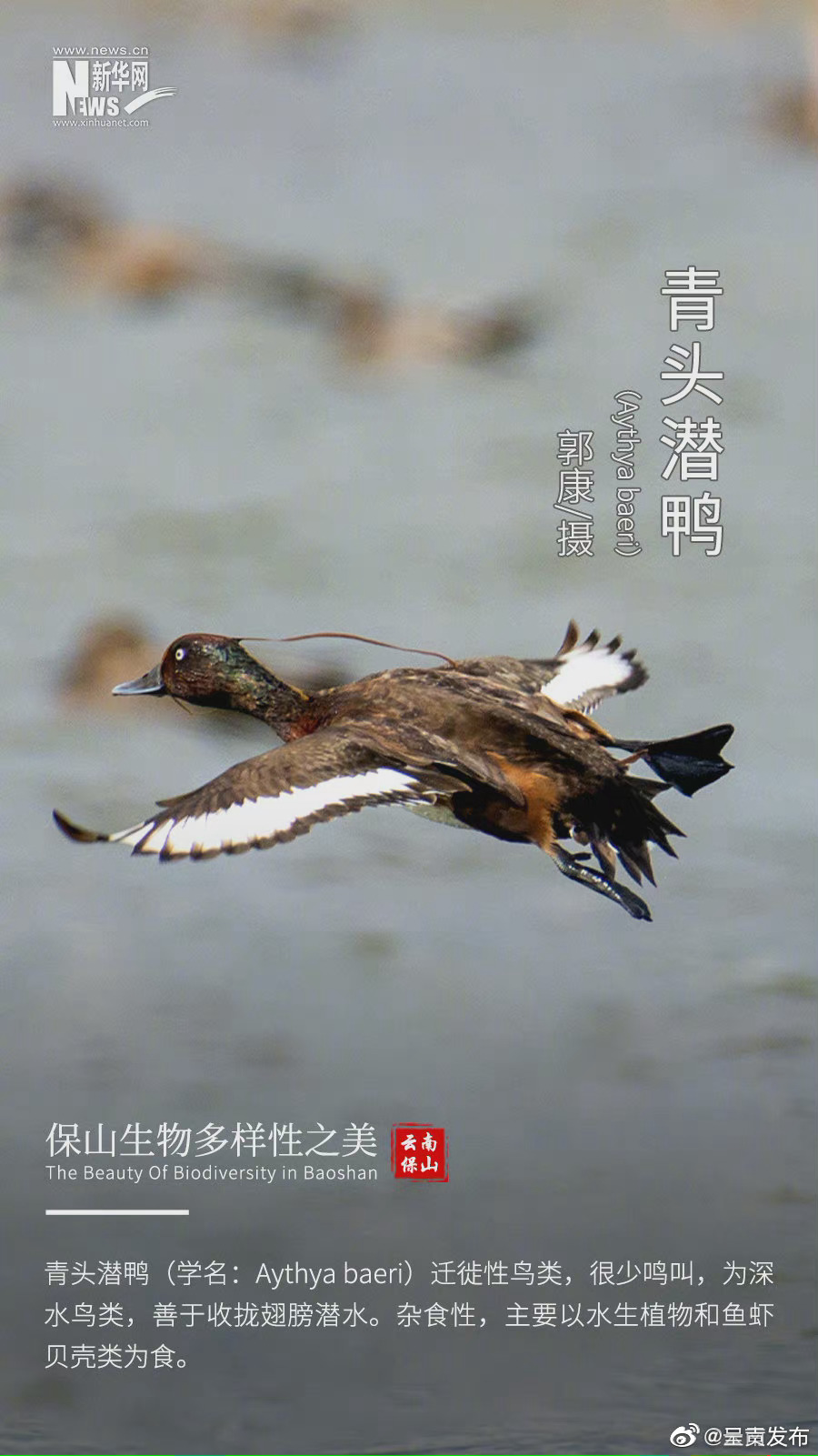 “呈贡发布”微博