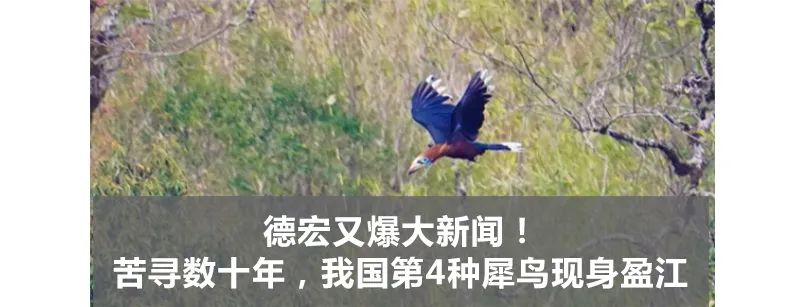 德宏团结报(微信)