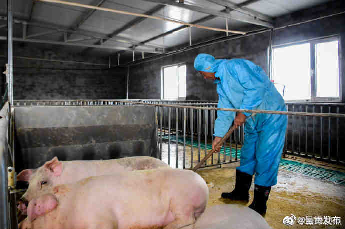 生猪生产稳步恢复猪肉价格连续7周回落