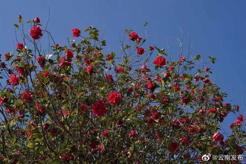 “云南发布”微博