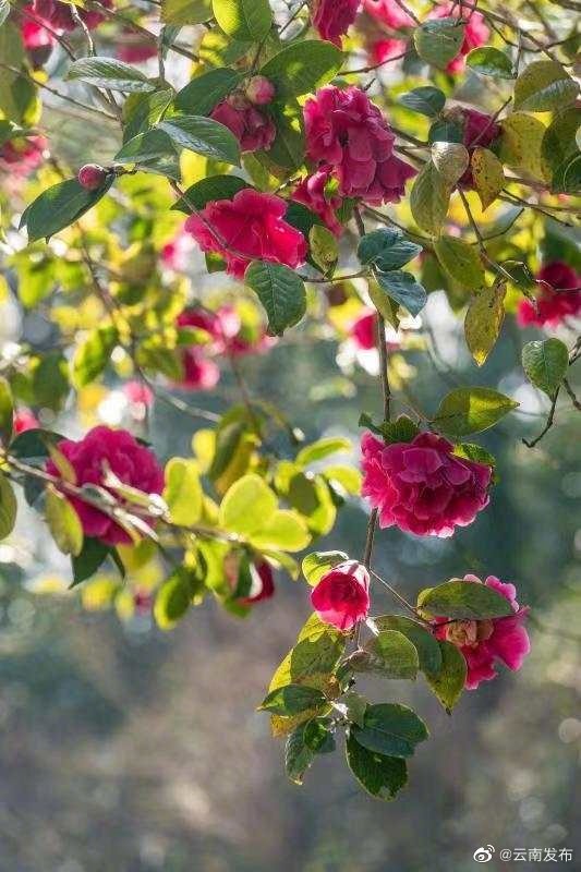 “云南发布”微博