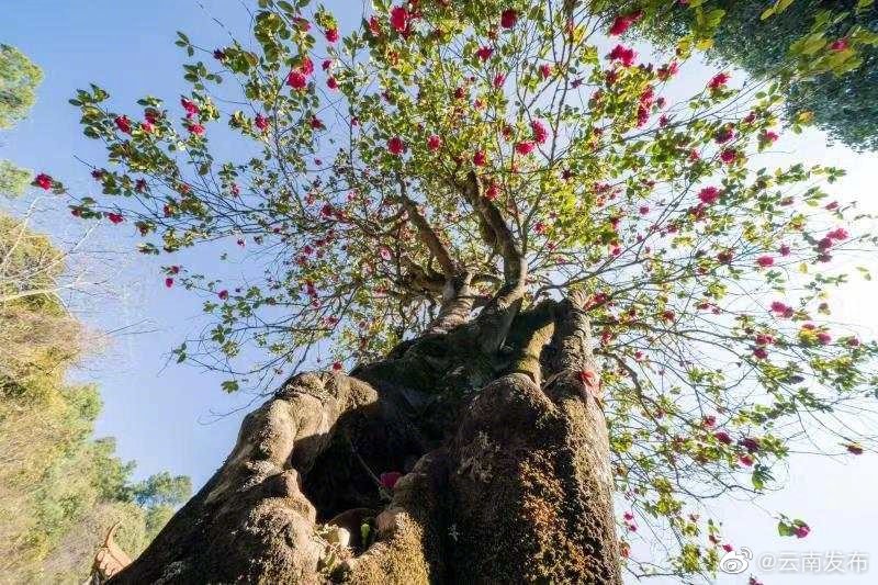 “云南发布”微博