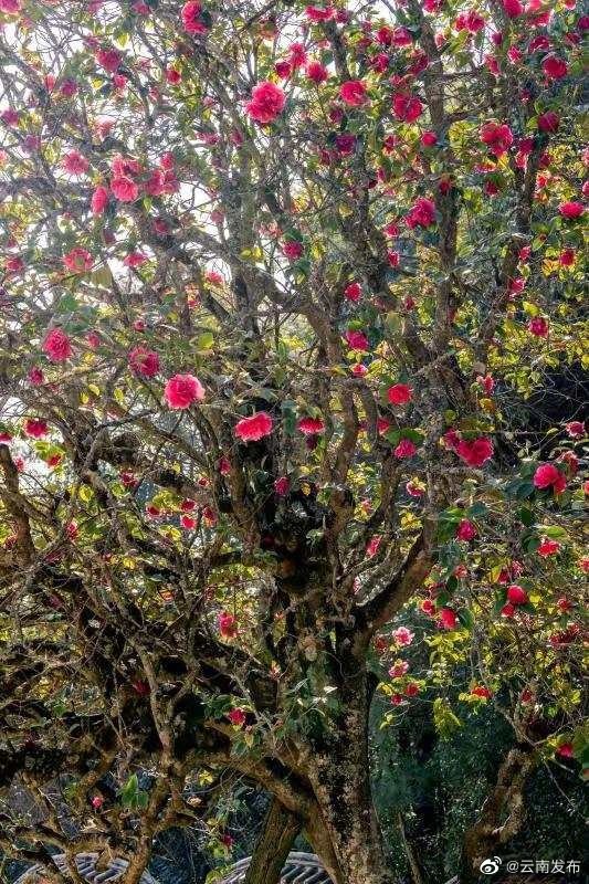 “云南发布”微博