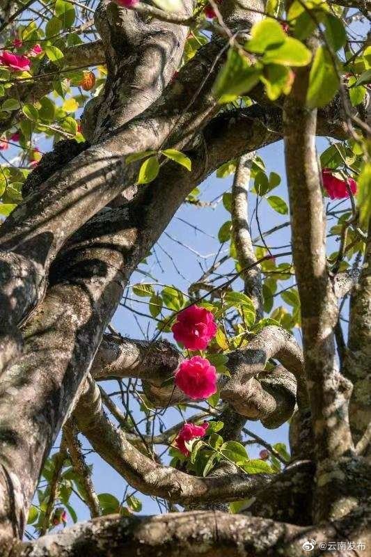 “云南发布”微博