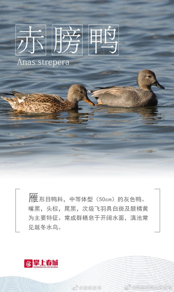 “昆明市西山区发布”微博