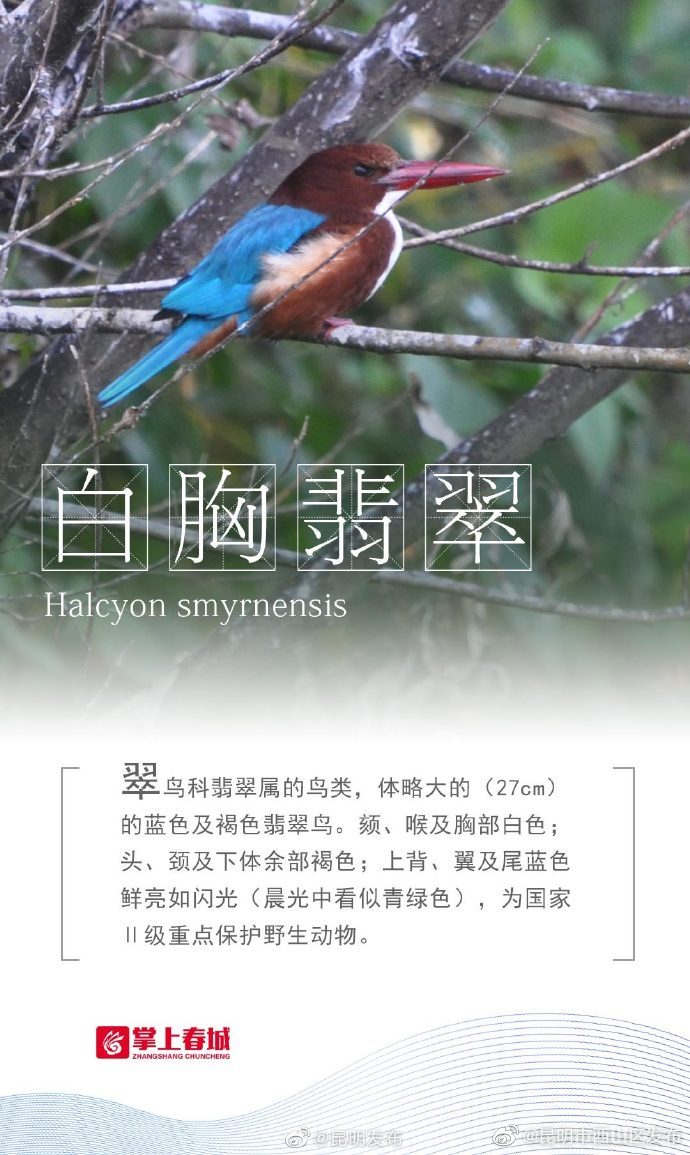 “昆明市西山区发布”微博