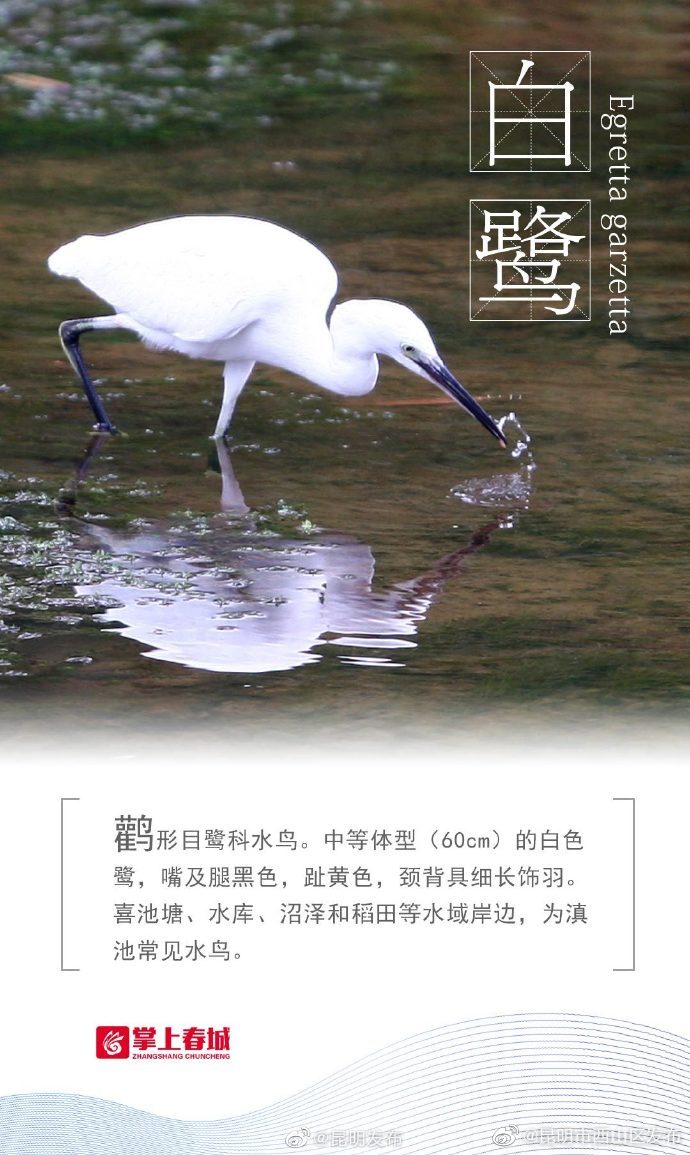 “昆明市西山区发布”微博