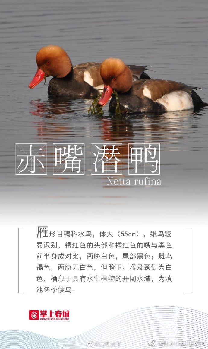 “昆明市西山区发布”微博