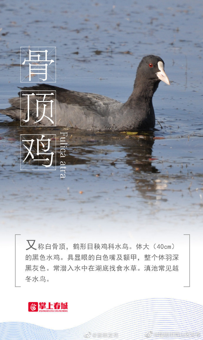 “昆明市西山区发布”微博