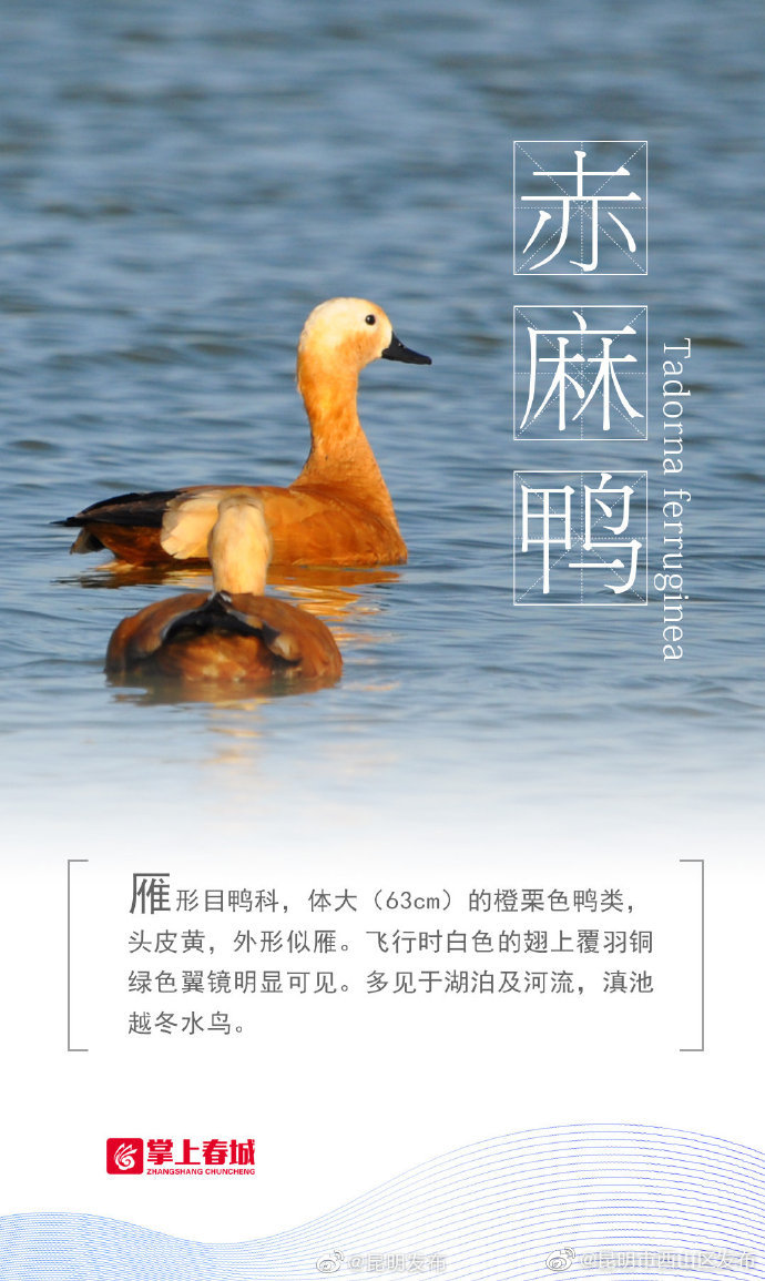 “昆明市西山区发布”微博