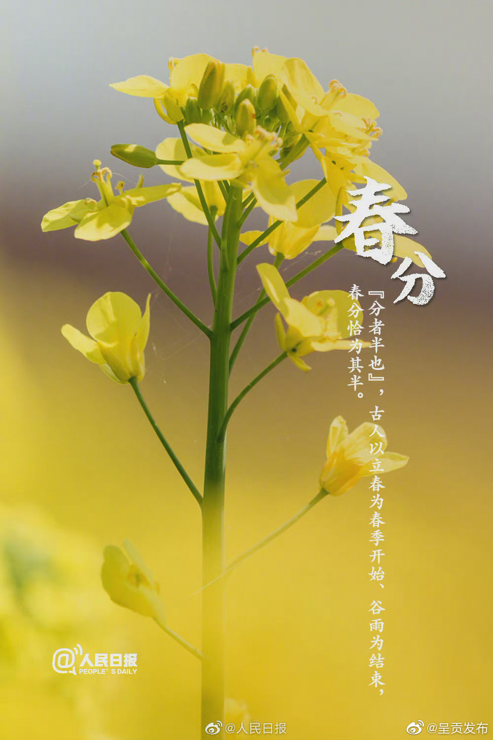 “呈贡发布”微博