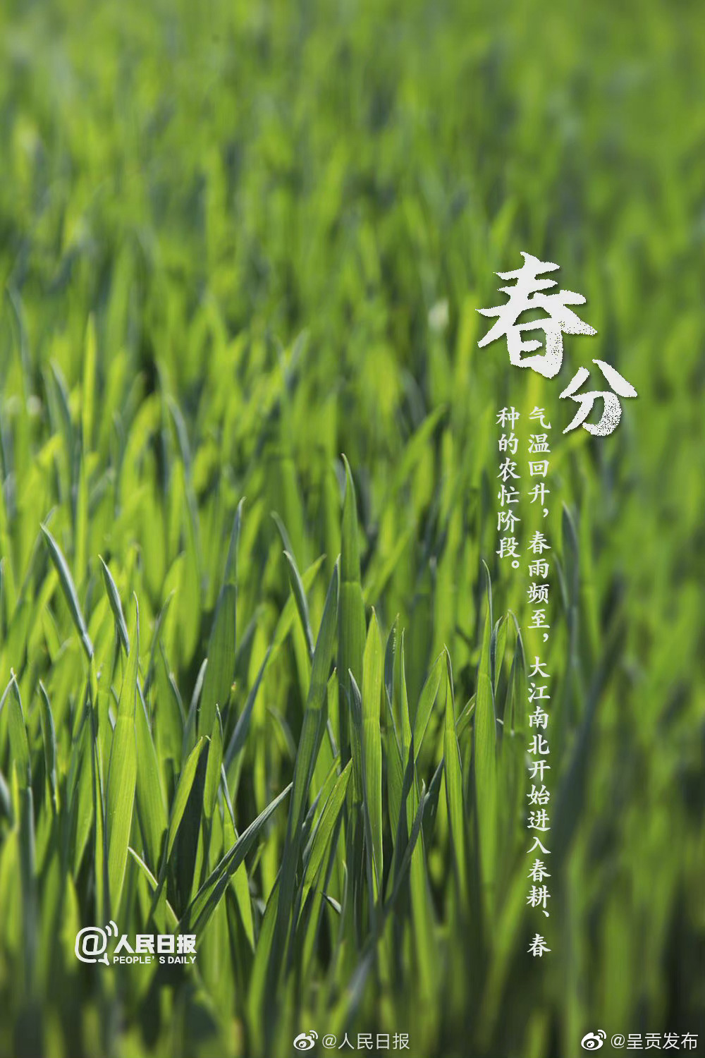 “呈贡发布”微博