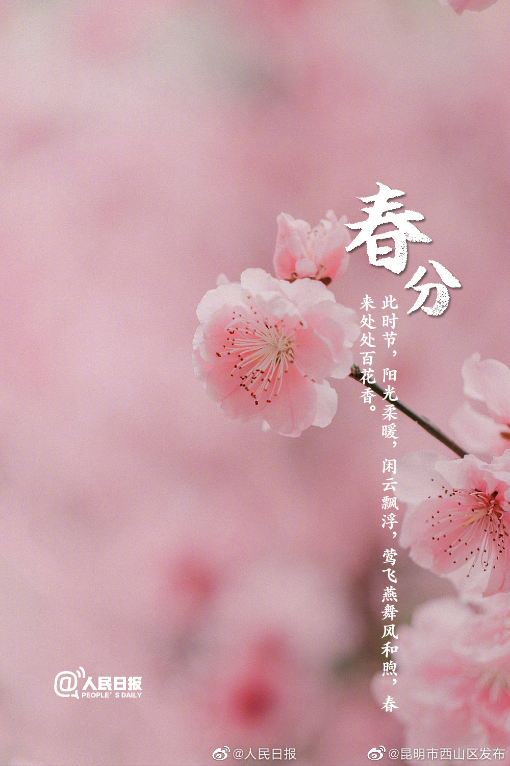 “昆明市西山区发布”微博