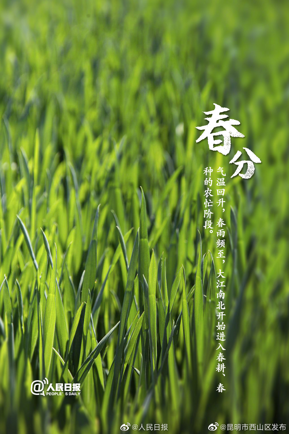 “昆明市西山区发布”微博