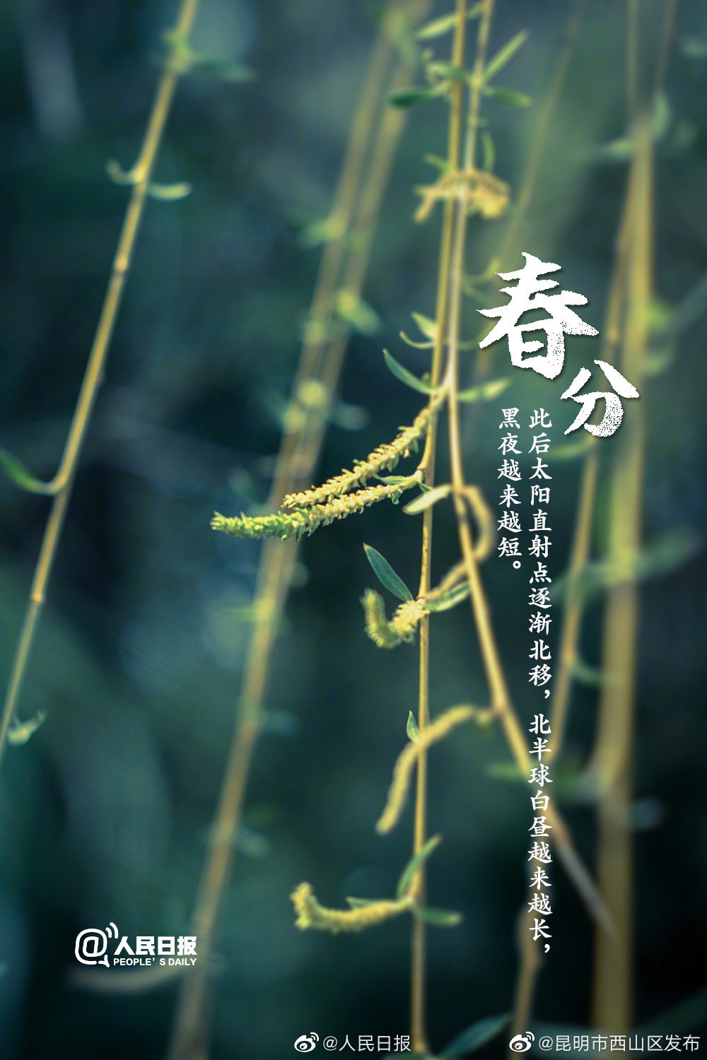 “昆明市西山区发布”微博